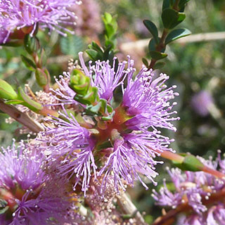 Slender Honey-Myrtle